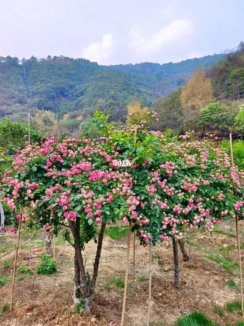 山木香嫁接月季时间？山木香嫁接月季最佳什么时间？-第7张图片-优品飞百科