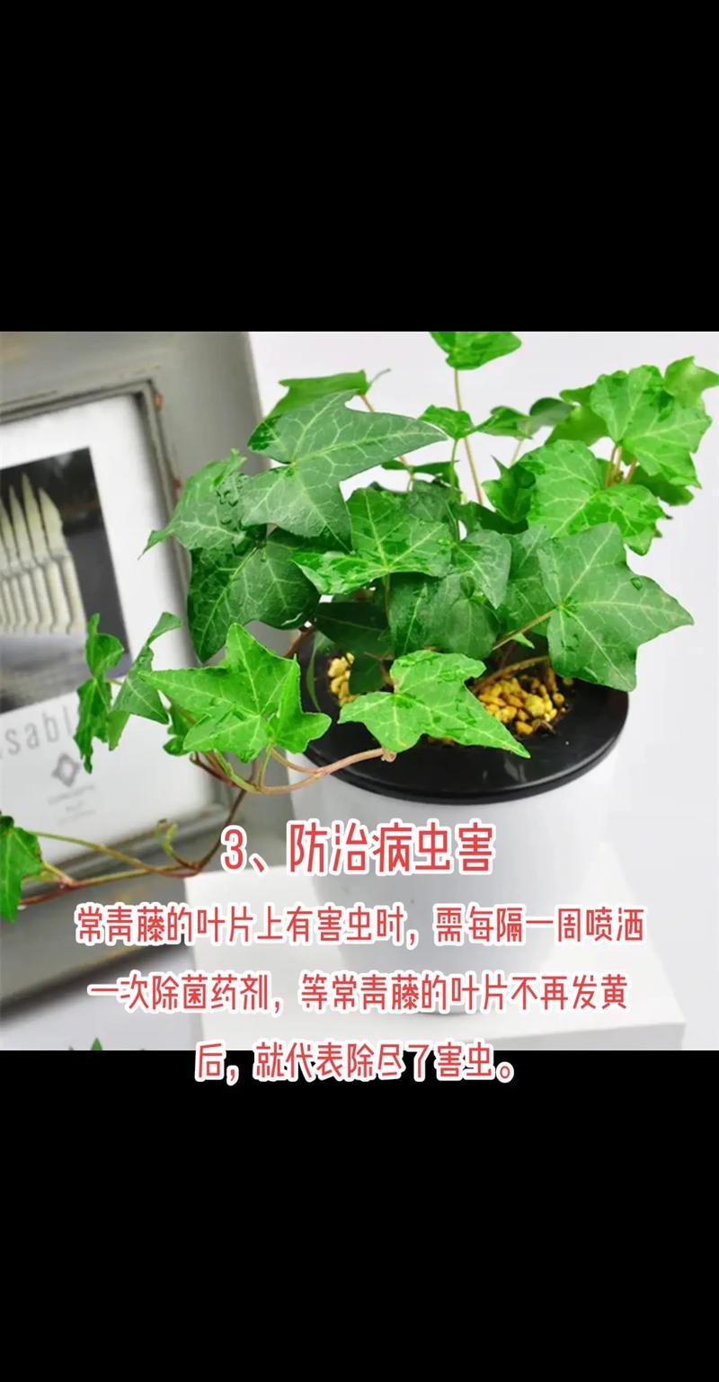 常春藤怎么养，尼泊尔常春藤怎么养