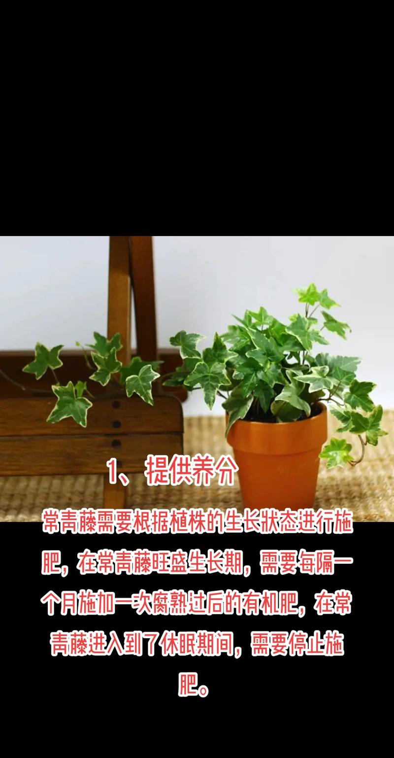 常春藤怎么养，尼泊尔常春藤怎么养-第2张图片-优品飞百科