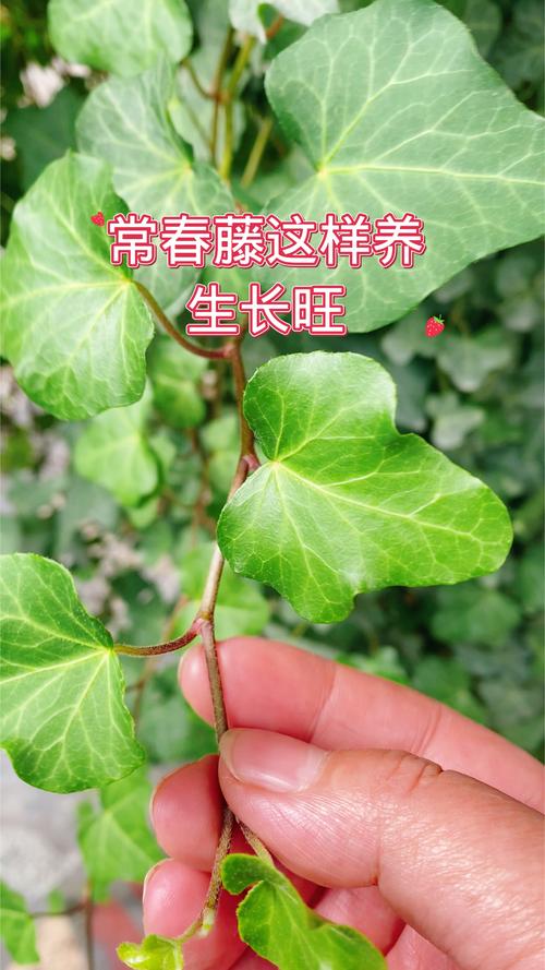 常春藤怎么养，尼泊尔常春藤怎么养-第3张图片-优品飞百科