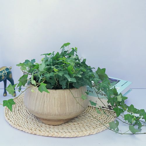 常春藤怎么养，尼泊尔常春藤怎么养-第4张图片-优品飞百科