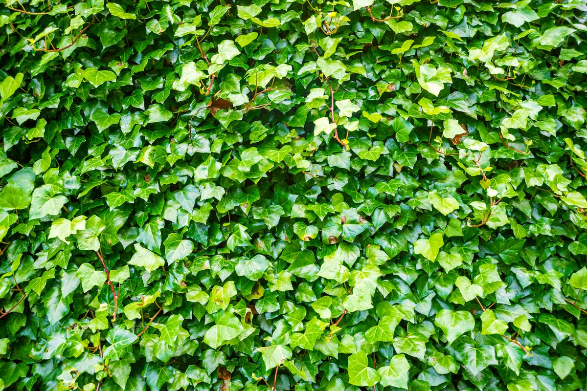 常春藤怎么养，尼泊尔常春藤怎么养-第5张图片-优品飞百科