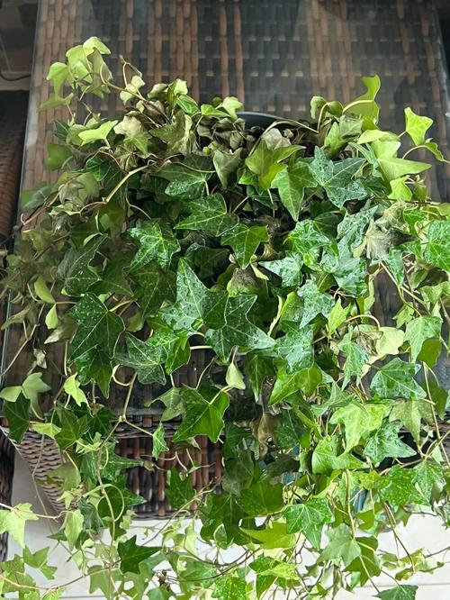 常春藤怎么养，尼泊尔常春藤怎么养-第7张图片-优品飞百科