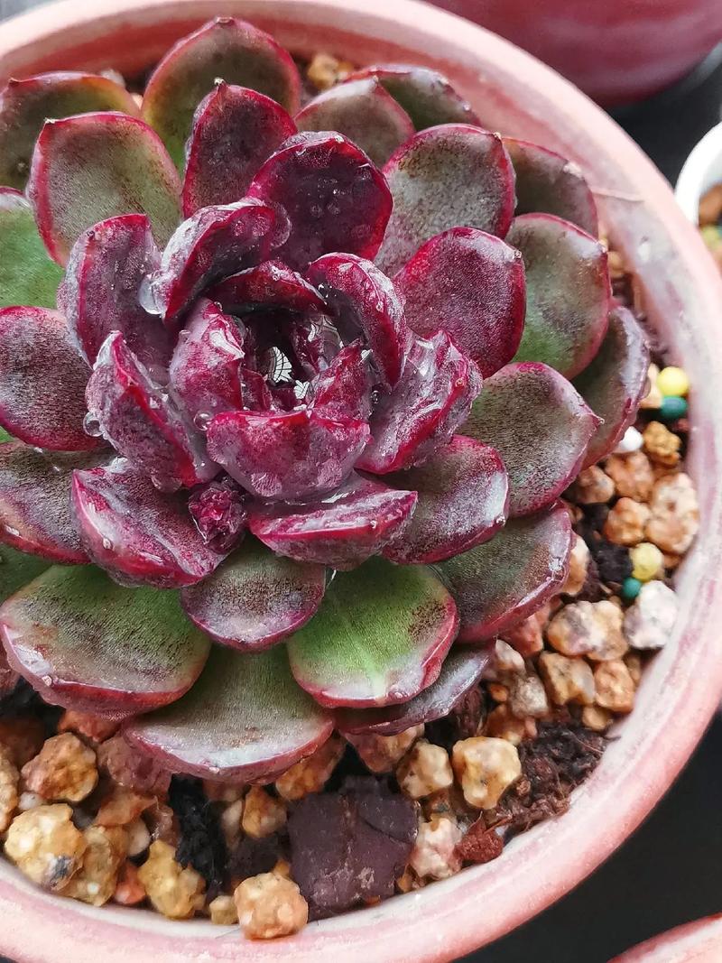 她家的多肉瀑布？多肉植物瀑布图片？