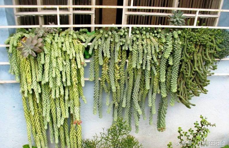 她家的多肉瀑布？多肉植物瀑布图片？-第3张图片-优品飞百科