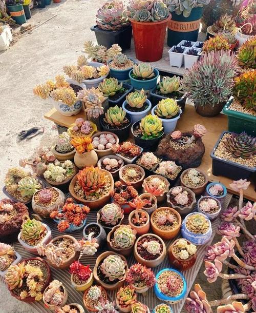 她家的多肉瀑布？多肉植物瀑布图片？-第2张图片-优品飞百科