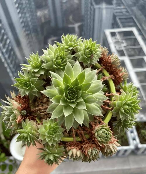 她家的多肉瀑布？多肉植物瀑布图片？-第4张图片-优品飞百科