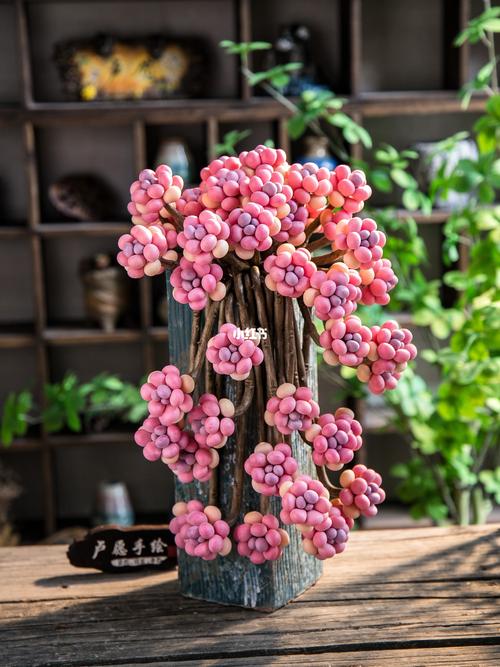 她家的多肉瀑布？多肉植物瀑布图片？-第6张图片-优品飞百科