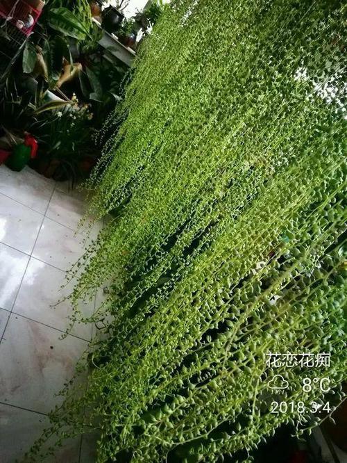 她家的多肉瀑布？多肉植物瀑布图片？-第5张图片-优品飞百科