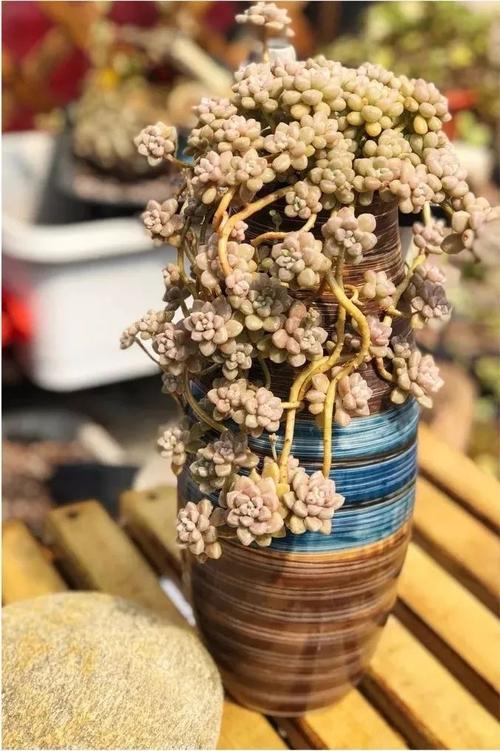 她家的多肉瀑布？多肉植物瀑布图片？-第7张图片-优品飞百科