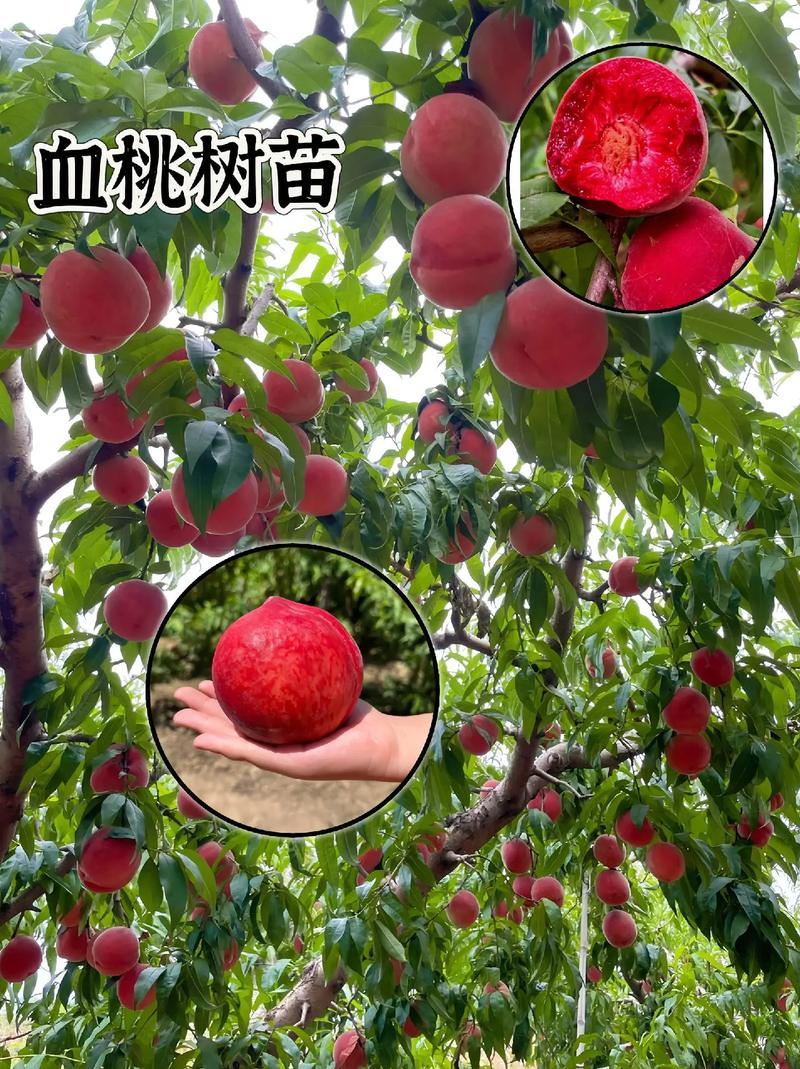 桃树浇水的最佳时间，桃树何时浇水和施肥？