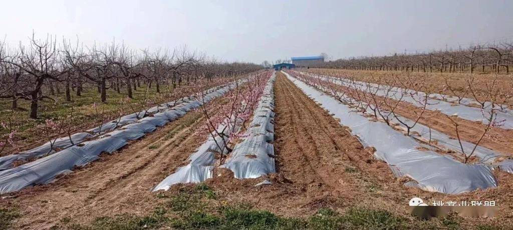 桃树浇水的最佳时间,桃树何时浇水和施肥?-第2张图片-优品飞百科 桃树浇水的最佳时间,桃树何时浇水和施肥?-第2张图片-优品飞百科