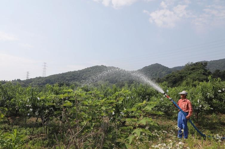 桃树浇水的最佳时间,桃树何时浇水和施肥?-第3张图片-优品飞百科 桃树浇水的最佳时间,桃树何时浇水和施肥?-第3张图片-优品飞百科