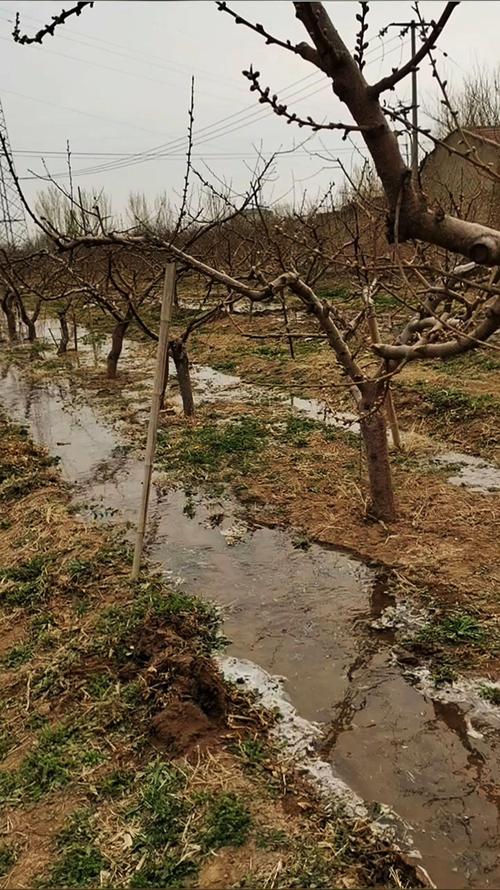 桃树浇水的最佳时间,桃树何时浇水和施肥?-第5张图片-优品飞百科 桃树浇水的最佳时间,桃树何时浇水和施肥?-第5张图片-优品飞百科