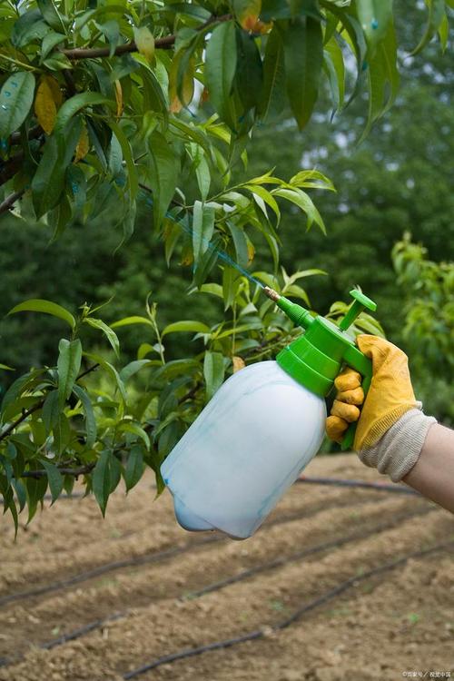 桃树浇水的最佳时间,桃树何时浇水和施肥?-第6张图片-优品飞百科 桃树浇水的最佳时间,桃树何时浇水和施肥?-第6张图片-优品飞百科