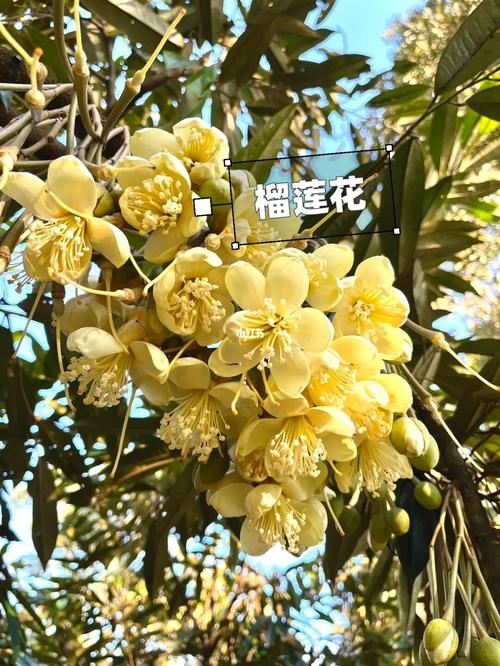 给花吃点榴莲皮？榴莲的皮能做花的肥料吗？-第7张图片-优品飞百科