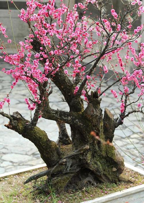 梅花多久浇水一次？梅花一般多久浇一次水？