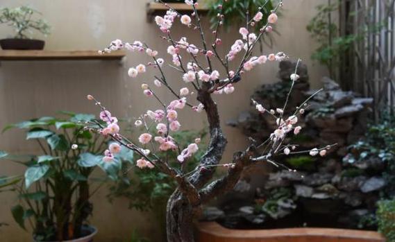 梅花多久浇水一次？梅花一般多久浇一次水？-第3张图片-优品飞百科