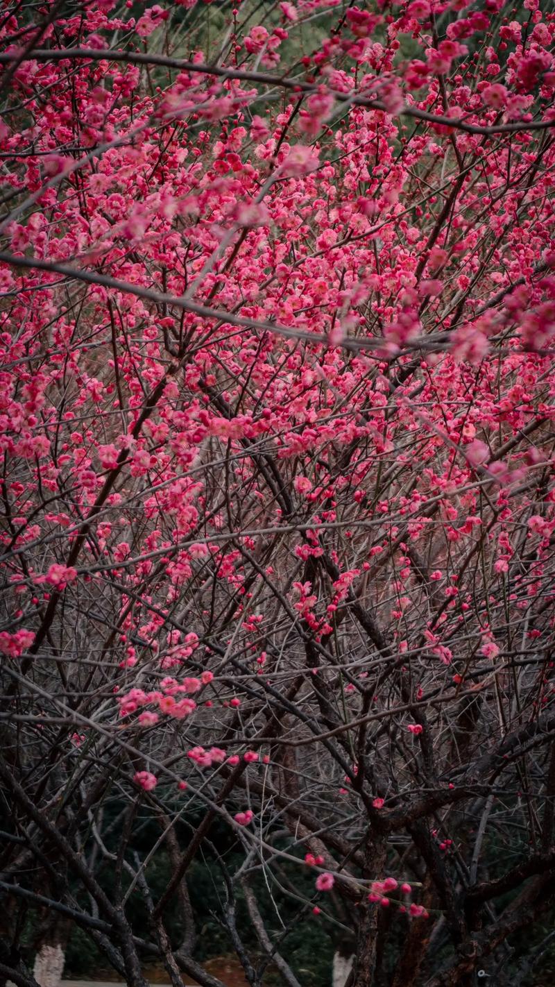 梅花多久浇水一次？梅花一般多久浇一次水？-第4张图片-优品飞百科