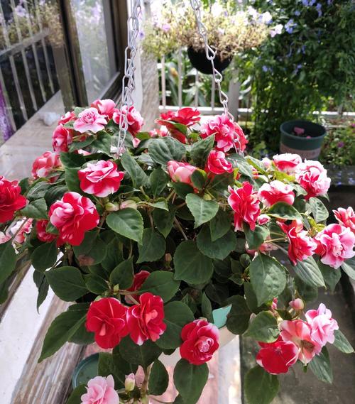 梅花多久浇水一次？梅花一般多久浇一次水？-第6张图片-优品飞百科