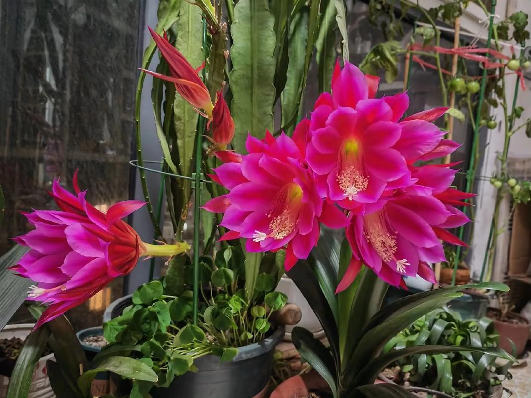 令箭荷花怎么施肥，令箭荷花需要什么肥料？