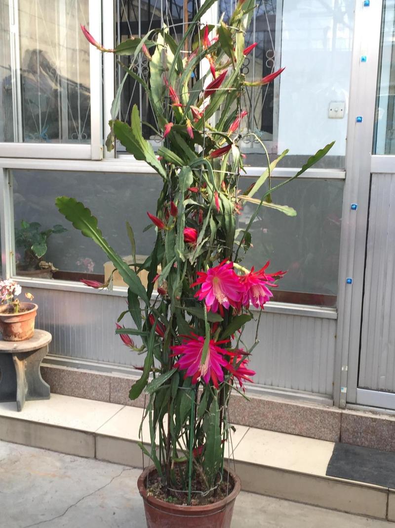 令箭荷花怎么施肥，令箭荷花需要什么肥料？-第2张图片-优品飞百科