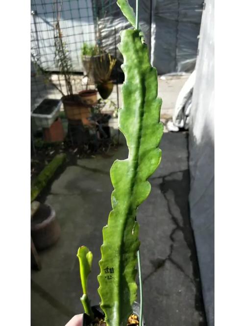 令箭荷花怎么施肥，令箭荷花需要什么肥料？-第3张图片-优品飞百科