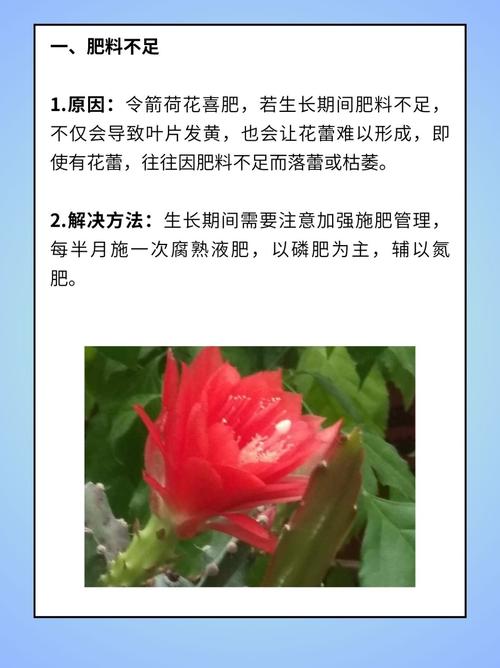 令箭荷花怎么施肥，令箭荷花需要什么肥料？-第5张图片-优品飞百科