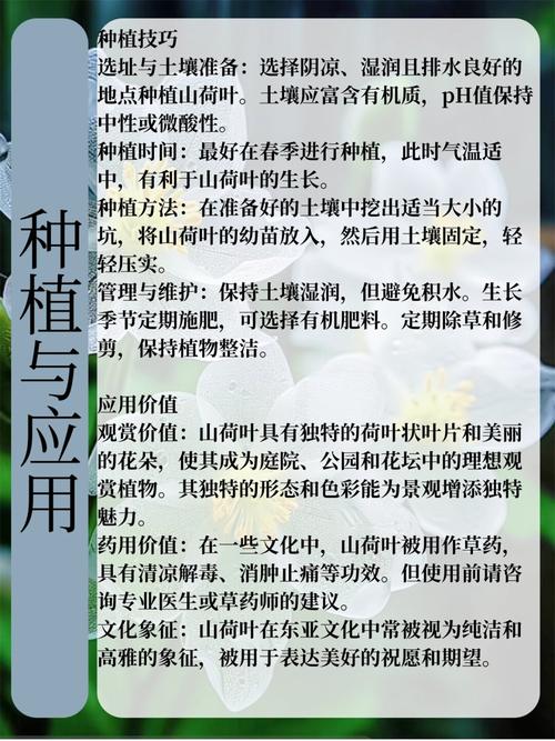 山荷叶怎么种，山荷叶怎么种才能发芽-第4张图片-优品飞百科