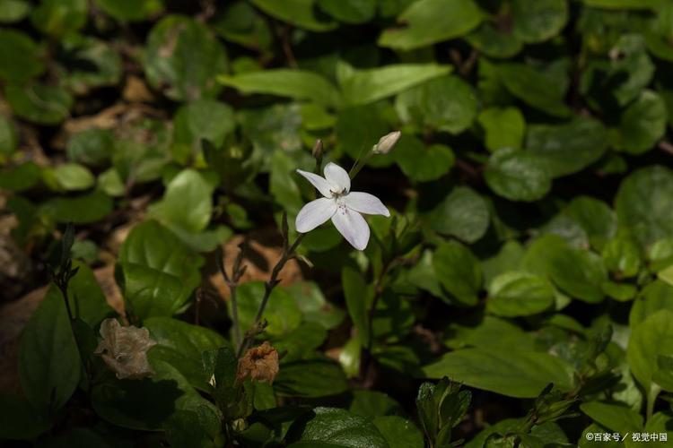 山荷叶怎么种，山荷叶怎么种才能发芽-第5张图片-优品飞百科