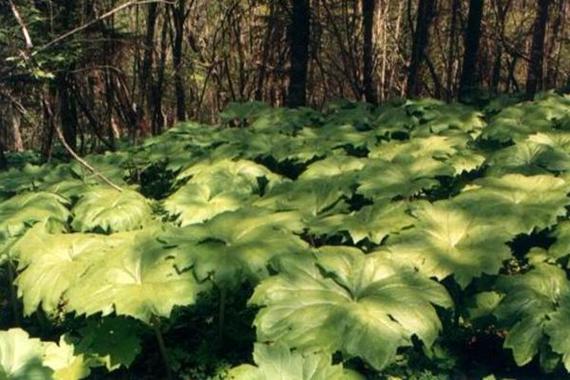 山荷叶怎么种，山荷叶怎么种才能发芽-第6张图片-优品飞百科