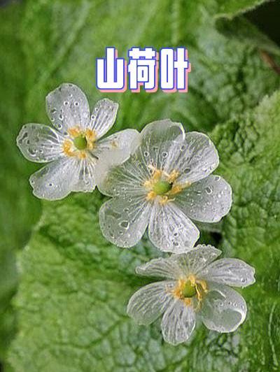 山荷叶怎么种，山荷叶怎么种才能发芽-第7张图片-优品飞百科