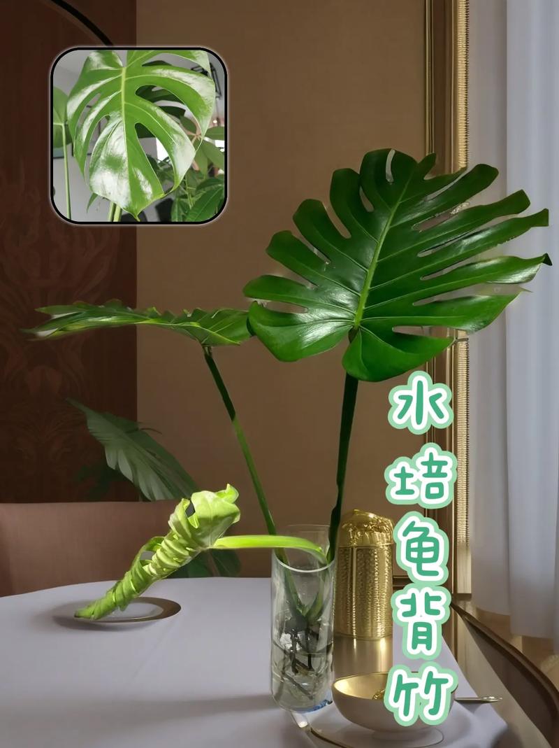 龟背竹夏天怎么浇水，龟背竹夏天养护-第2张图片-优品飞百科