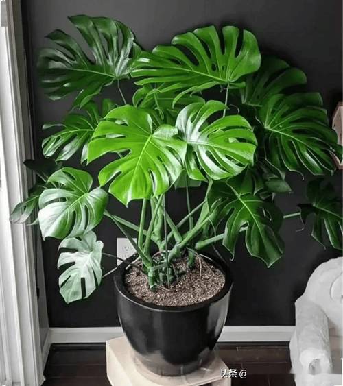 龟背竹夏天怎么浇水，龟背竹夏天养护