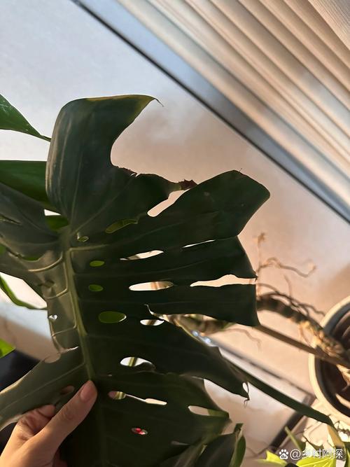 龟背竹夏天怎么浇水，龟背竹夏天养护-第3张图片-优品飞百科