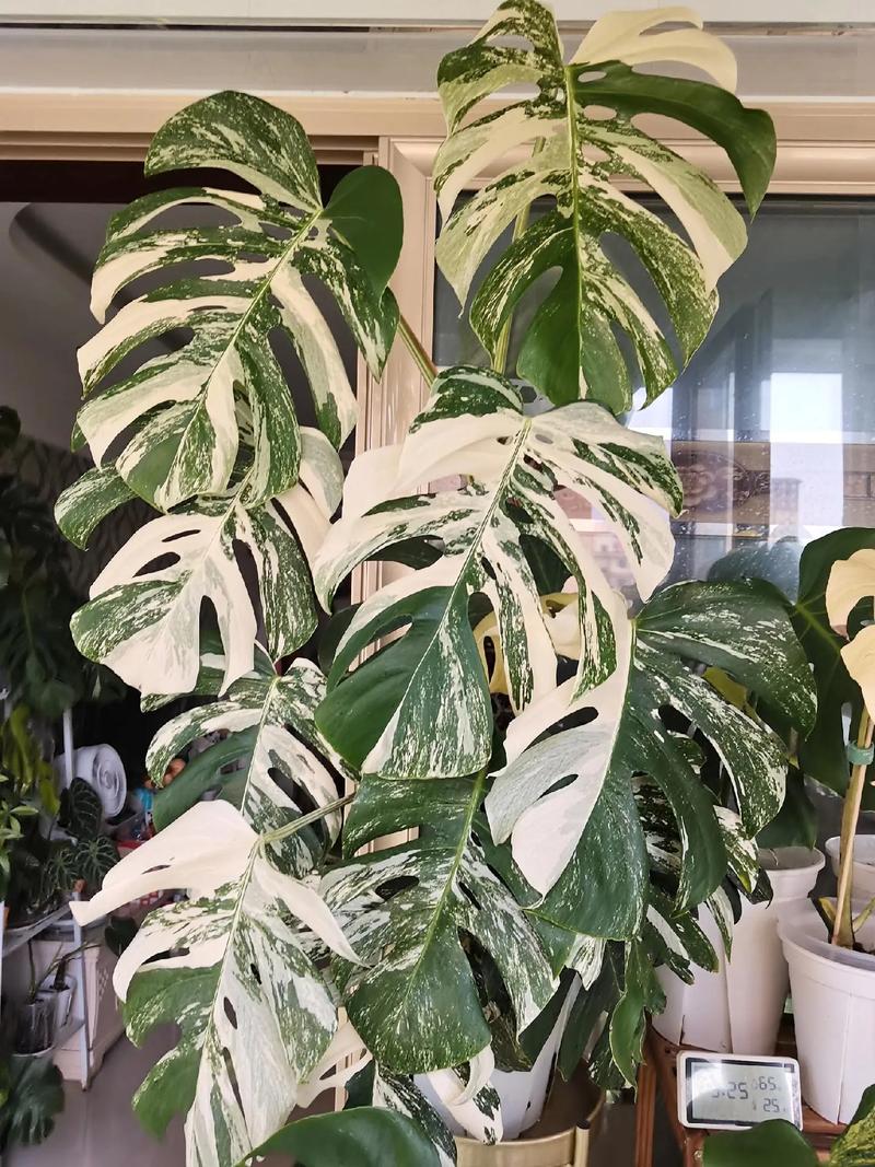 龟背竹夏天怎么浇水，龟背竹夏天养护-第5张图片-优品飞百科