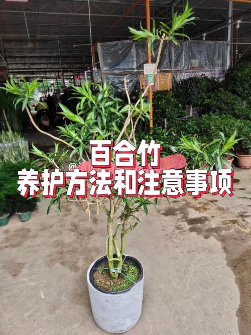 龟背竹夏天怎么浇水，龟背竹夏天养护-第6张图片-优品飞百科