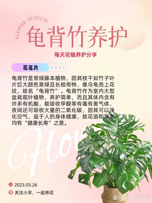 龟背竹夏天怎么浇水，龟背竹夏天养护-第8张图片-优品飞百科