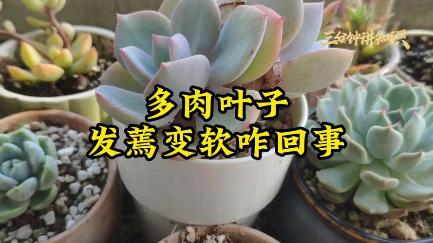 多肉叶子软了怎么补救？多肉叶子干瘪有皱发软？