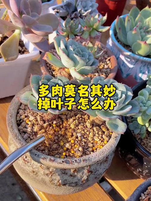 多肉叶子软了怎么补救？多肉叶子干瘪有皱发软？-第2张图片-优品飞百科