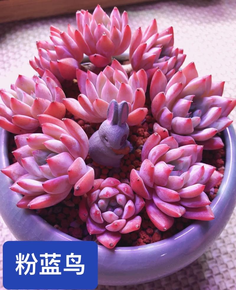 多肉叶子软了怎么补救？多肉叶子干瘪有皱发软？-第3张图片-优品飞百科