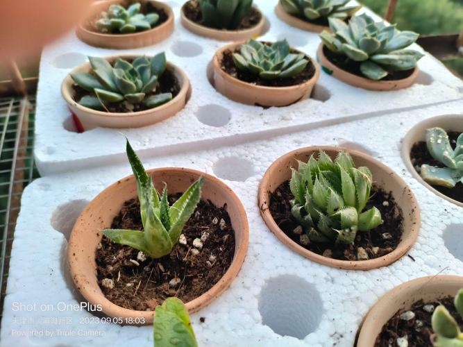 多肉叶子软了怎么补救？多肉叶子干瘪有皱发软？-第4张图片-优品飞百科