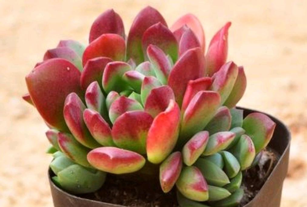 多肉叶子软了怎么补救？多肉叶子干瘪有皱发软？-第6张图片-优品飞百科