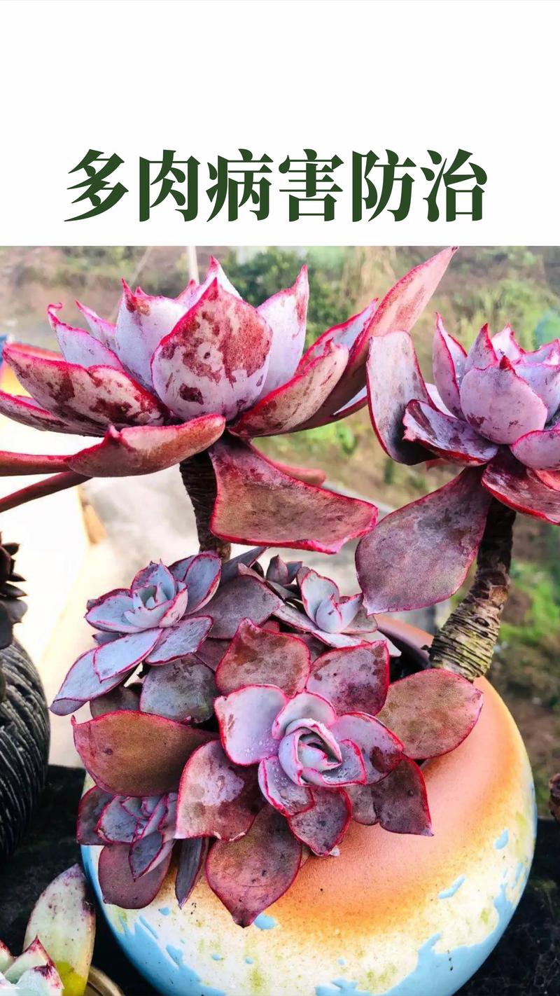 多肉叶子软了怎么补救？多肉叶子干瘪有皱发软？-第5张图片-优品飞百科