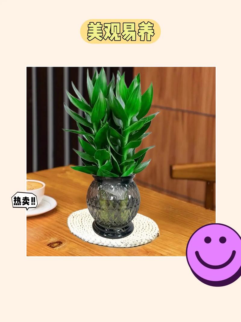 荷花竹怎么养，荷花竹怎么养什么时候开花？