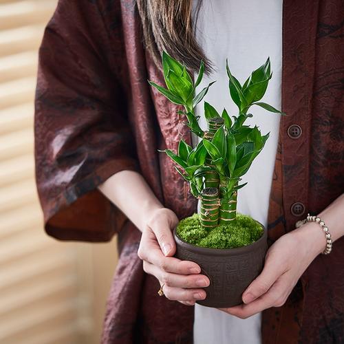 荷花竹怎么养，荷花竹怎么养什么时候开花？-第2张图片-优品飞百科