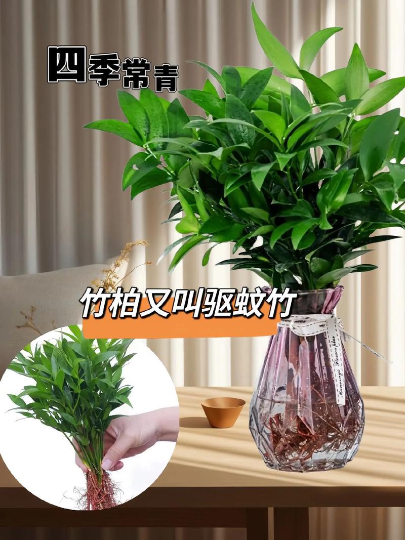 荷花竹怎么养，荷花竹怎么养什么时候开花？-第3张图片-优品飞百科