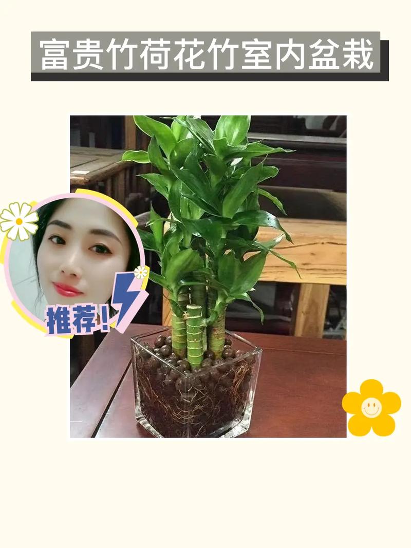 荷花竹怎么养，荷花竹怎么养什么时候开花？-第4张图片-优品飞百科