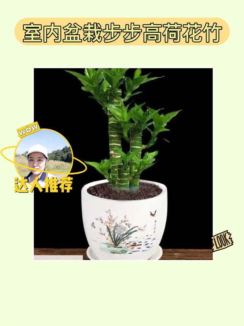 荷花竹怎么养，荷花竹怎么养什么时候开花？-第5张图片-优品飞百科