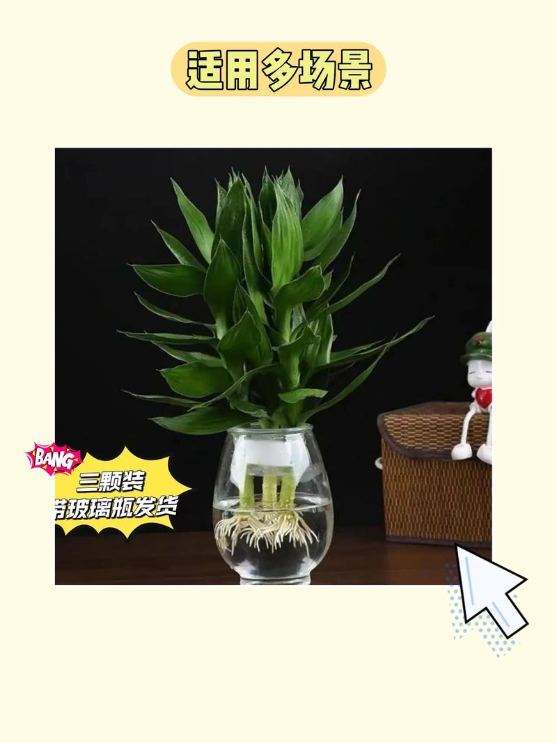 荷花竹怎么养，荷花竹怎么养什么时候开花？-第6张图片-优品飞百科